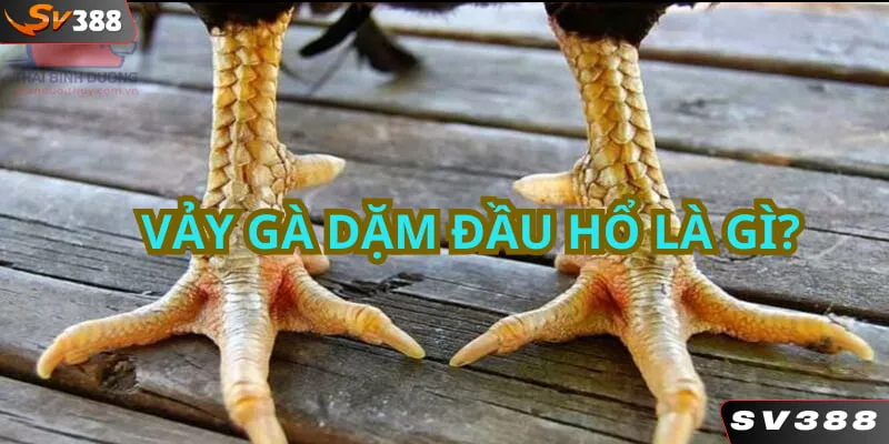 Giới thiệu về đặc điểm vảy gà dặm đầu hổ