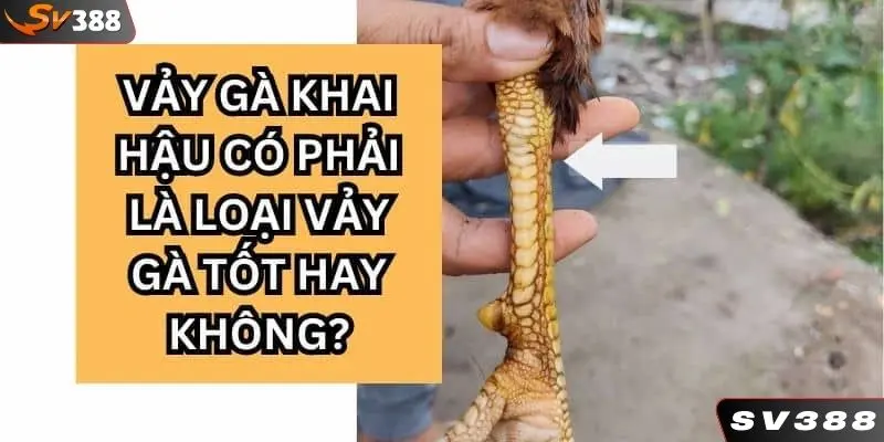 Có nên chọn loại gà vảy khai hậu hay không